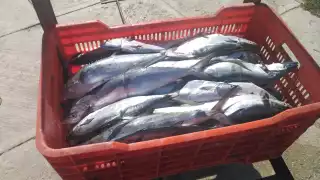  Pescadores de Sabancuy reportan buena captura de sierra tras mal tiempo