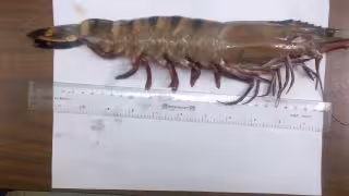 Detectan camarón tigre asiático en Campeche; especie invasora puede pesar hasta 300 gramos