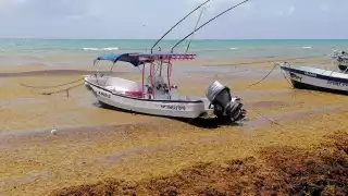 Una mancha de sargazo se ubica a 500 kilómetros de las costas de Quintana Roo, y arribará a la zona en un lapso de entre 10 y 15 días