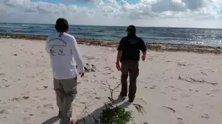 Ministeriales verificaron el lugar donde algunas personas talaron palma de chit para una brecha en una zona protegida de Cozumel