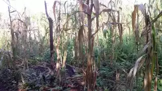 Los hombres del campo tenían la esperanza de lograr al menos el 80 por ciento de mazorca