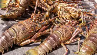 Se estabiliza el precio de la langosta en Isla Mujeres