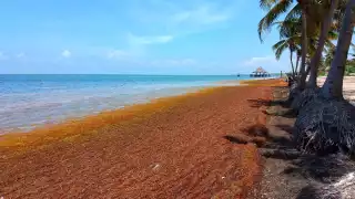 Playa Coral esta catalogada como el nivel alto del recale de sargazo en Cancún