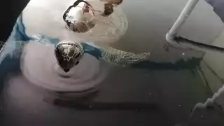 El recale de cadáveres comenzó el 11 de enero de este año, asentando un gris antecedente.