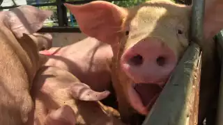 Contaminación de las granjas de Kekén y Bachoco en Yucatán llega al Congreso de la Unión