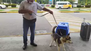 Esto cuesta viajar con tu mascota en avión desde el aeropuerto de Cuidad del Carmen