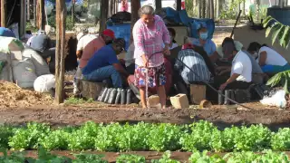 Los campesinos están en plena cosecha de rábanos, cilantro, lechuga y chayotes