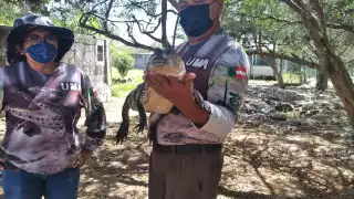 Los cocodrilos comen 20 kilos de pescado o pollo para mantenerse en forma