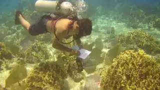 Van por 265 mil colonias de coral
