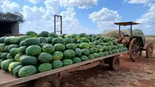 Sobreproducción desploma precio de la sandía en campos menonitas de Hopelchén