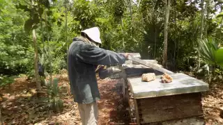 La baja producción del dulce afecta a los productores yucatecos, quienes actualmente pasan un mal momento en su economía