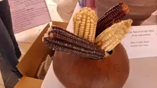 En Hecelchakán, llaman a preservar variedades de maíz maya como el Sac Tux y San Pableño