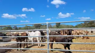 Detectan casos sospechosos de tuberculosis bovina en Campeche