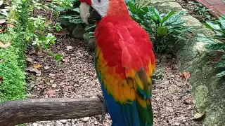 Zoológico Payo Obispo será rehabilitado con dinero del gobierno federal en Chetumal