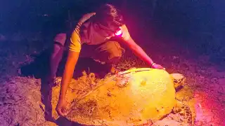 Prevén más de 8 mil nidos de tortugas marinas en Campeche durante temporada 2025  