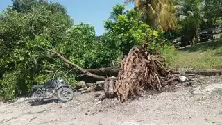Fuerte tromba azota a localidades del sur de Champotón: Caída de árboles y cortes de energía