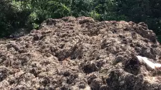 En el depósito de sargazo en Puerto Morelos se vio que no tiene colocada la membrana protectora, para evitar lam contaminación por descomposición de la macroalga