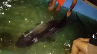 Especialistas atendieron al ejemplar que midió 2.5 metros y fue bautizada como Escuishe