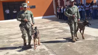Binomios caninos de la Marina muestran cómo detectan explosivos y drogas en  Hecelchakán