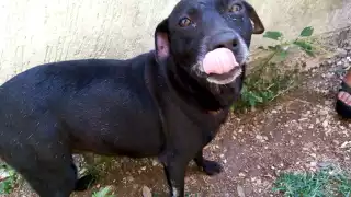 Una perrita se quedó a su suerte en la Ciudad de México cuando su dueña la dejó en la calle