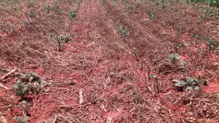 Productores de Hopelchén advierten pérdidas millonarias si no llueve en una semana