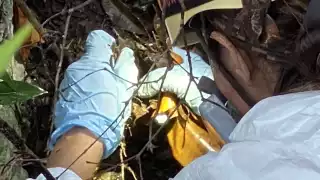 Tras filtrarse la información del hallazgo, la Fiscalía de Quintana Roo empezó a tuitear al respecto