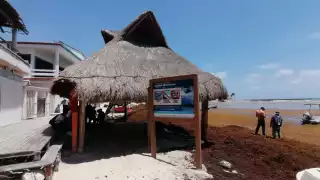 Zofemat indicó que aumentó el personal para la limpieza y remoción del sargazo que llega a Playa del Carmen y que 'tiñe' de café el mar