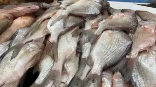 Los negocios venden peces denominados de “corrida”, los capturados en la zona