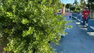 Deforestación pone en riesgo de extinción al arbusto alacrán en Sinanché