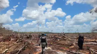  Alertan plagas y sequias  a causa de la deforestación en Campeche a manos de los menonitas    