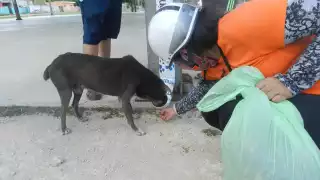 Los comederos fueron instalados en zonas donde los canes suelen deambular