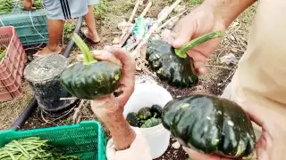 Las calabazas resultaron con agujeros, por lo que no las venderán, aseguran campesinos de Sinanché