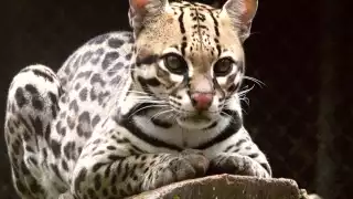 El Ocelote, símbolo de liderazgo y poder para la cultura maya: INFOGRAFÍA