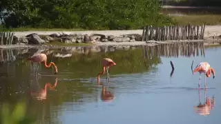 Las aves se adentran en el manglar para buscar crustáceos y descansar, para luego emprender el vuelo hacia otra zona