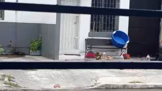 Denuncian envenenamiento de perros en Siglo XXI, Campeche; una perrita dejó cachorro de 15 días