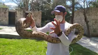 Hoy, los ejemplares sufren menos estrés. En la imagen, manejo de una boa constrictor