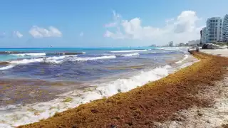 El sargazo afecta considerablemente la vista de las playas de Quintana Roo