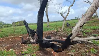 Denuncian ecocidio en Hecelchakán: Queman árboles en predios escolares para convertirlos en milpa 
