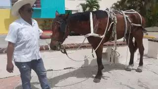 Personal que regula las calesas en Cozumel no acudió a la zona turística de la ciudad tras el accidente provocado por el caballo