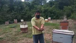 El colectivo indicó que sin abejas, no habría polinización y tampoco habría alimentos en la mesa