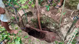 Rescatan a yegua tras caer dentro de un pozo de 2 metros de profundidad en Peto