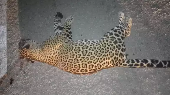 La jaguar junto a su cachorro perdieron la vida tras ser atropelladas en Playa del Carmen La jaguar junto a su cachorro perdieron la vida tras ser atropelladas en Playa del Carmen