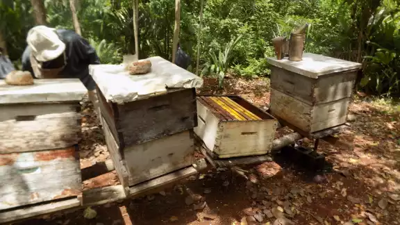 Los productores del dulce recuerdan que la floración del tajonal y de otras plantas se seca por las bajas temperaturas