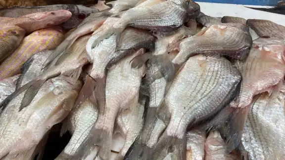 Los negocios venden peces denominados de “corrida”, los capturados en la zona Los negocios venden peces denominados de “corrida”, los capturados en la zona