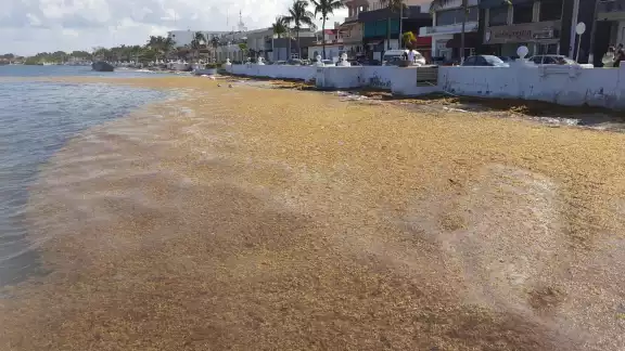 En algunas zonas de Cozumel, como el malecón, se ha registrado recale de sargazo, que genera mal olor y aleja a turistas En algunas zonas de Cozumel, como el malecón, se ha registrado recale de sargazo, que genera mal olor y aleja a turistas