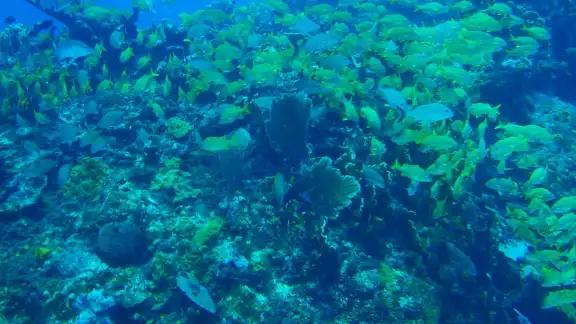 El Arrecife Manchones cuenta con gran diversidad de peces y formaciones coralinas en su interior