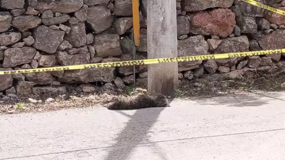 El hombre arremetió contra el can por no querer obedecer; la policía ya lo busca para detenerlo El hombre arremetió contra el can por no querer obedecer; la policía ya lo busca para detenerlo