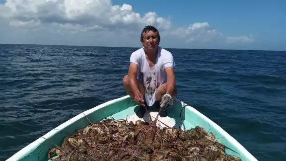 Más de mil buzos salieron a la pesca de langosta; lograron 100 kilos Más de mil buzos salieron a la pesca de langosta; lograron 100 kilos