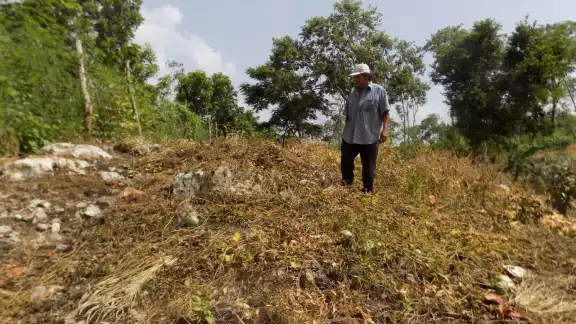 Cada planta de papaya puede dar hasta 100 frutos, y en total se dañaron ocho mecates