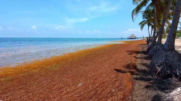 Playa Coral esta catalogada como el nivel alto del recale de sargazo en Cancún Playa Coral esta catalogada como el nivel alto del recale de sargazo en Cancún